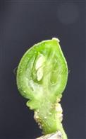   Fruit L.S.